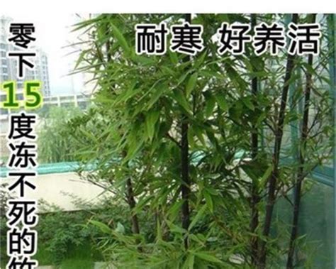 竹子 種植|竹子种植全攻略（从选种到管理，教你种出优质的竹子…